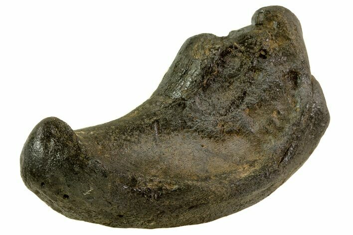 Fossil Whale Ear Bone - Miocene #69662